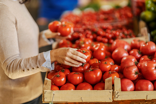 Hand selecting fresh organic tomato at local marketplace.