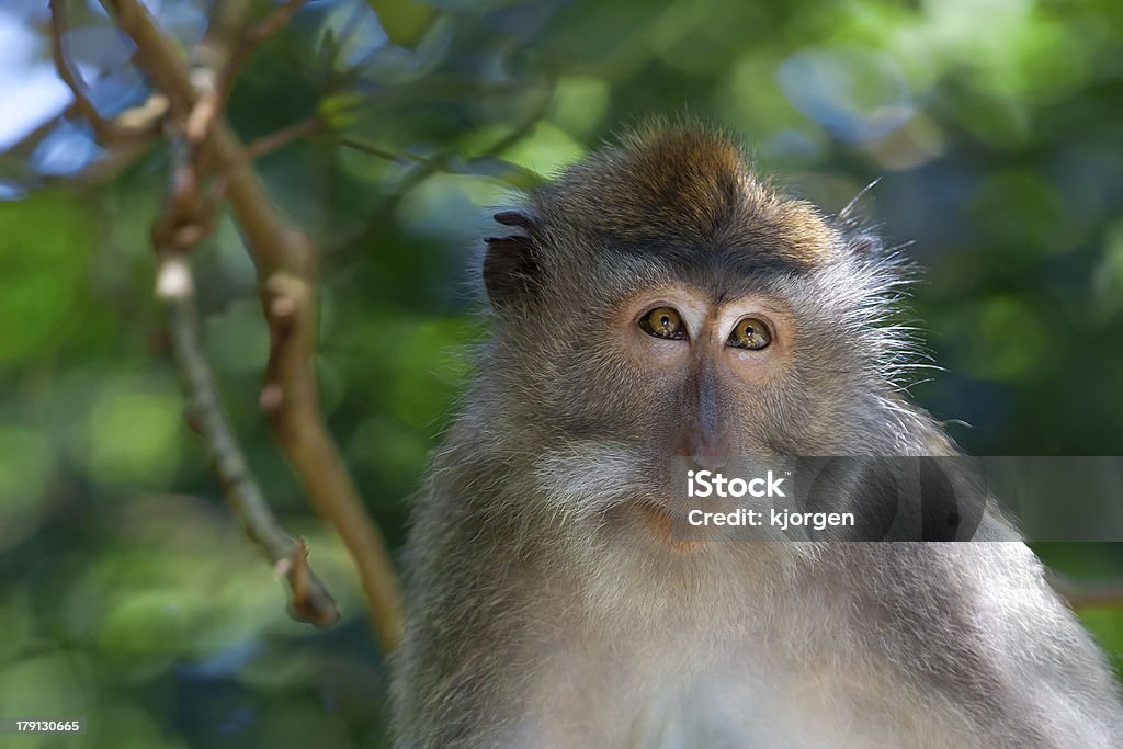 Long-tailed Macaque Monkey Long-tailed Macaque Monkey in the Monkey forest in Bali Animal Stock Photo
