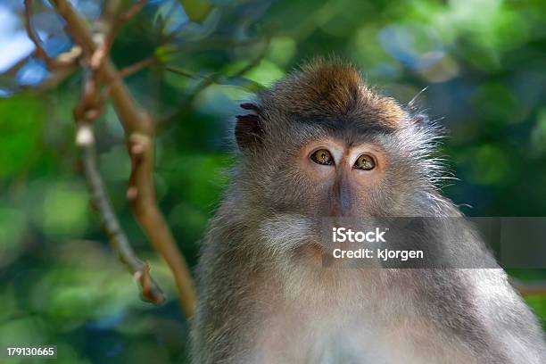 Longtailed Macaque Monkey Stock Photo - Download Image Now - Animal, Animal Wildlife, Animals In The Wild