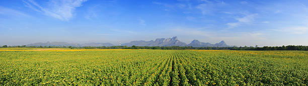 istock sunflowers field with Blue sky, Thailand 179130895