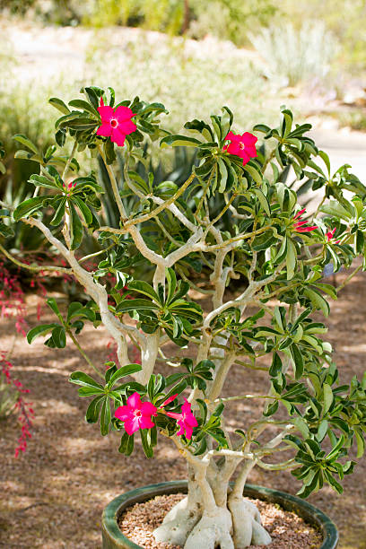 desert rose - desert rose photos et images de collection