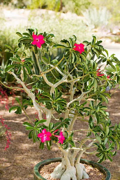 Desert Rose or Adenium, has colorful flowers and unusual thick caudice appearing as a thickened, short, perennial stem that may be swollen for the purpose of water storage; Botanical Garden, Phoenix, AZ, USA