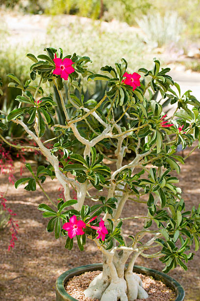 роза пустыни - single flower desert spring red стоковые фото и изображения