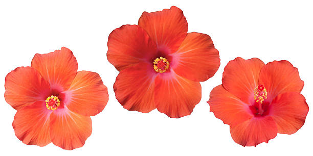 istock isolated orange hibiscus flower 179130968