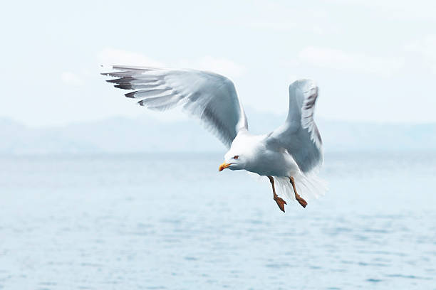 Gaivota militante - foto de acervo