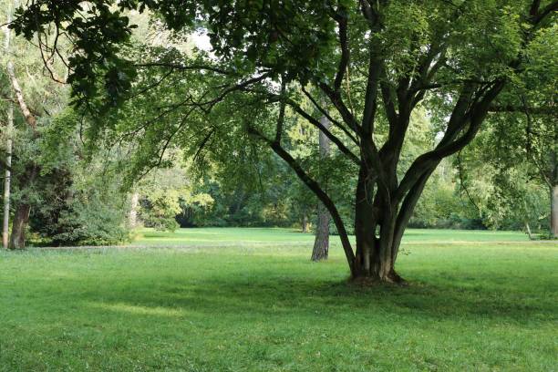 istock Big green tree in park 1791310427