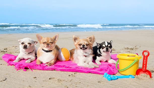 istock chihuahuas on the beach 179131207