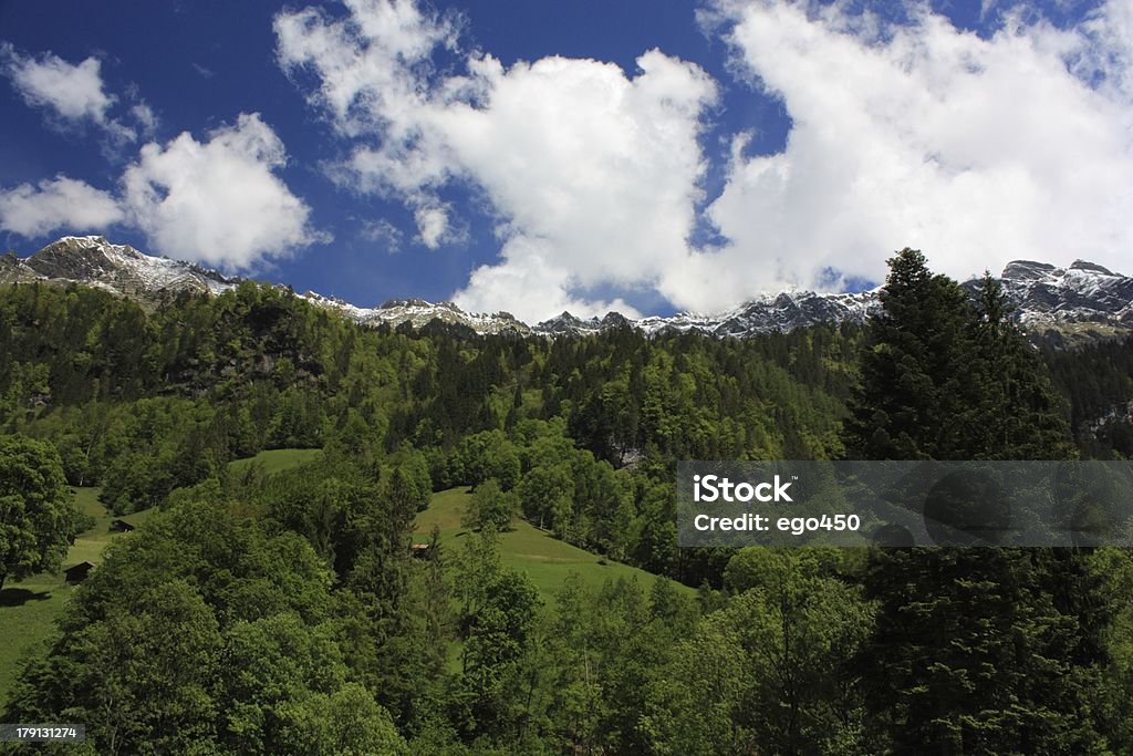 Alpi svizzere - Foto stock royalty-free di Albero