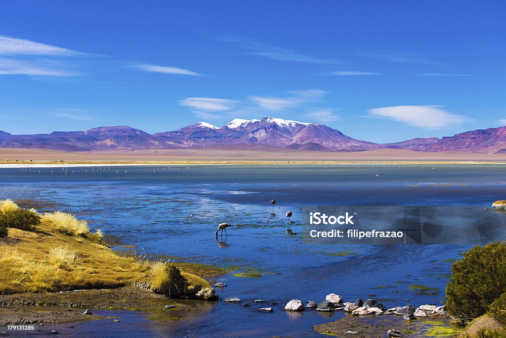 Atacama con fenicotteri - Foto stock royalty-free di San Pedro de Atacama
