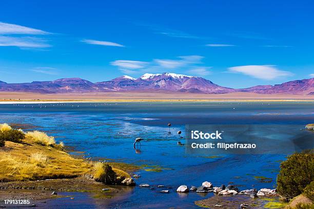 Atacama Com Foenicopterídeos - Fotografias de stock e mais imagens de San Pedro de Atacama - San Pedro de Atacama, América do Sul, Ao Ar Livre