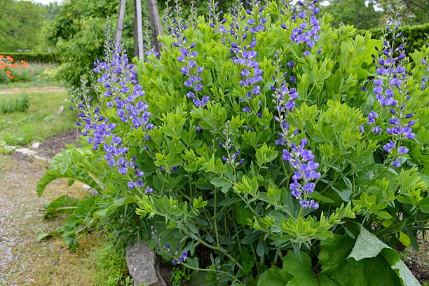 baptisia austral - australis imagens e fotografias de stock