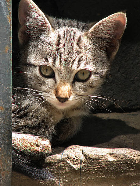 istock Portrait of a kitten 179131334