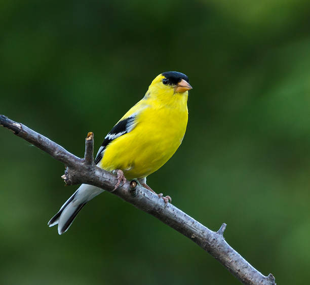 istock American Goldfinch (Male) 179131482