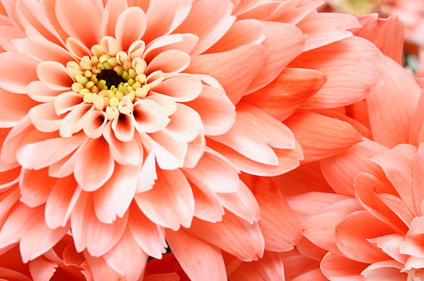istock Macro of pink flower petals 179131504