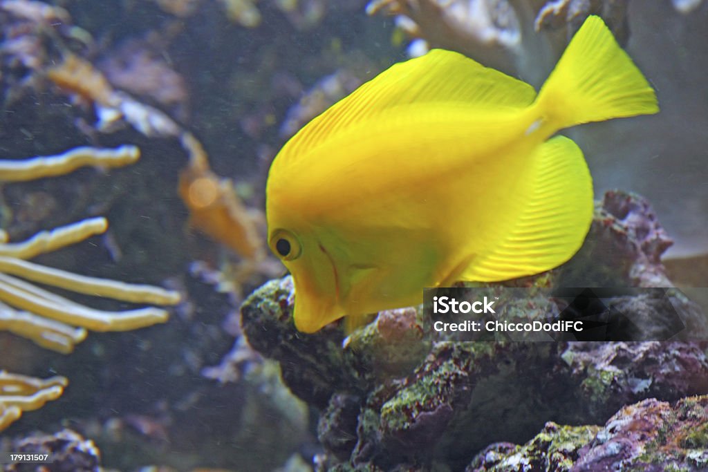 Amarelo Peixe tropical e natação em águas claras mar - Royalty-free Alga marinha Foto de stock