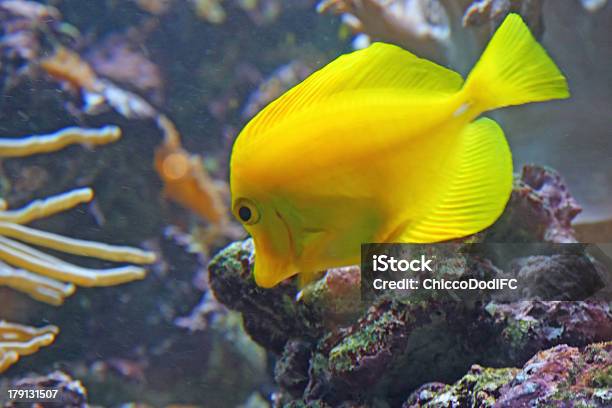 Amarelo Peixe Tropical E Natação Em Águas Claras Mar - Fotografias de stock e mais imagens de Alga marinha