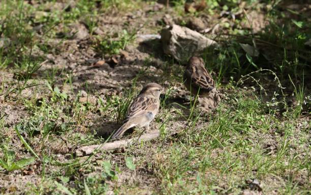istock Brown small Sparrow in grass 1791315477