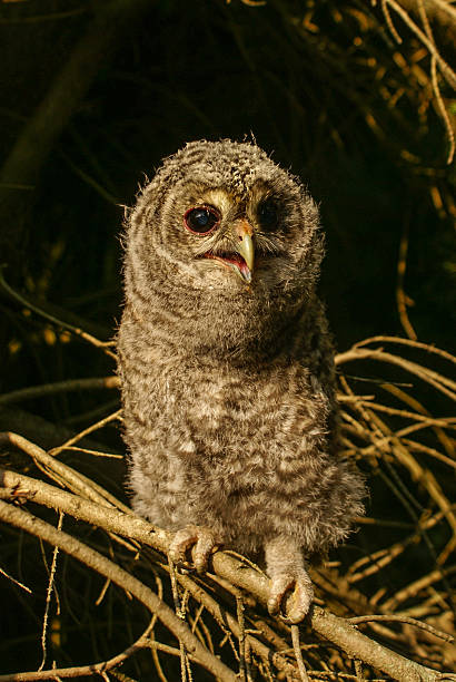 istock Tawny Owl Chick 179131563