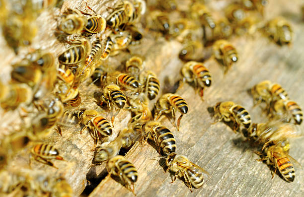 istock Bees at the beehive entrance. 179131686