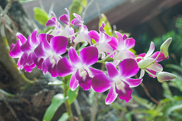 Storczyk orchid – zdjęcie