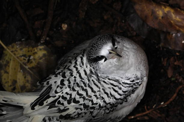 istock White-tailed Tropicbird, Cousin Island, Seychelles 179131939