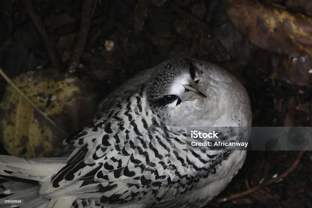 White-tailed Tropicbird, wyspa Cousin, Seszele - Zbiór zdjęć royalty-free (Afryka)