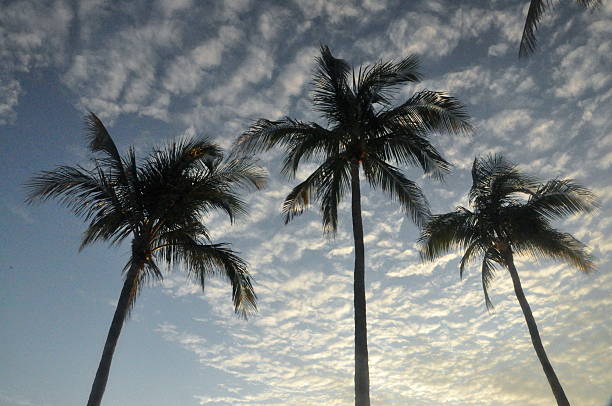Palm Trees in the sky stock photo