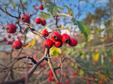 Red ripe hawthorn berries growing on the bush in the forest. Closeup  natural healthy fruits. Autumn season in the woods