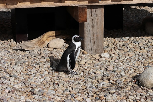 Penguin at south marina