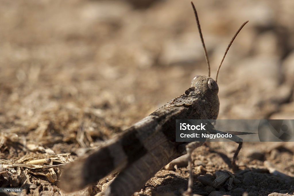 Brown Wanderheuschrecke Nahaufnahme - Lizenzfrei Braun Stock-Foto