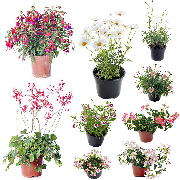 istock flower plants in pot 179132268