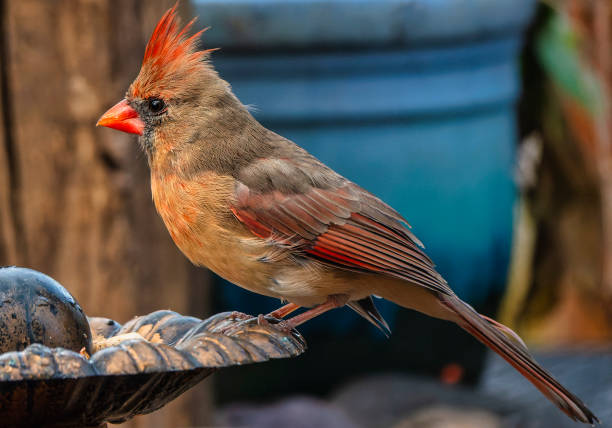 istock A female Northern Cardinal on a backyard perch 1791323724