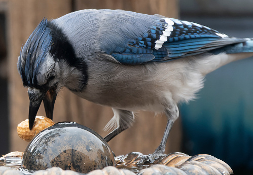A Bluejay finds a peanut on the birdbath