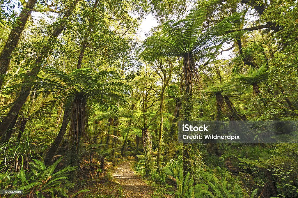 Grünen Pfad in einem sub tropischen Wald - Lizenzfrei Paparoa-Nationalpark Stock-Foto