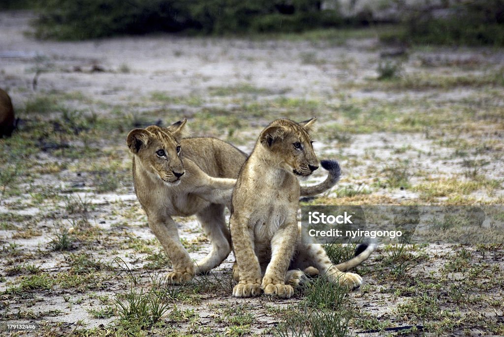 Leão cubs, Selous National Park, Tanzânia - Royalty-free Animais caçando Foto de stock