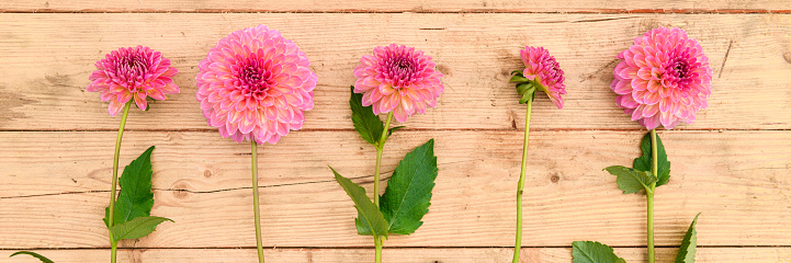 Floral background. Pink runner dahlias arranged in a row on wooden background.