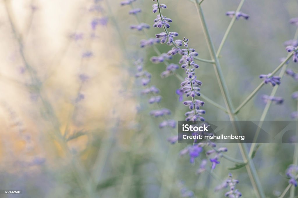 Paisible scène de fleurs sauvages - Photo de Beauté de la nature libre de droits