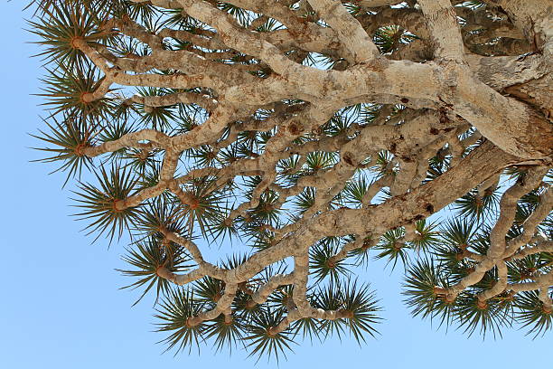 istock Spiky leaves of Dragon tree 179132622