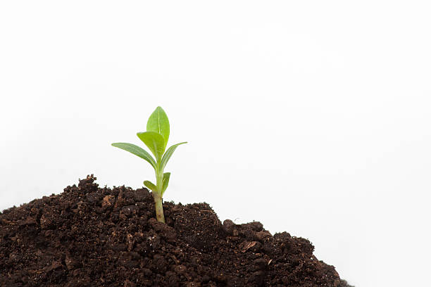 istock Young plant sprout on the soil 179132715