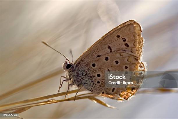 Dziki Brown Pomarańczowy Motyl Na Zielony Liść - zdjęcia stockowe i więcej obrazów Bliskie zbliżenie - Bliskie zbliżenie, Brązowy, Czarny kolor