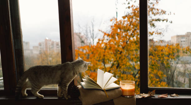 istock Cute cat with cozy autumn still life 1791327556