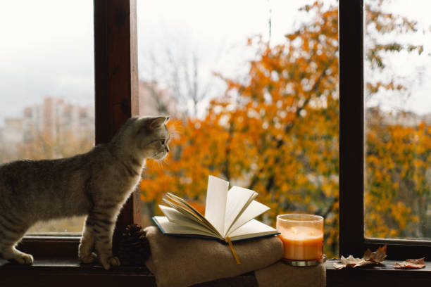 istock Cute cat with cozy autumn still life 1791327558