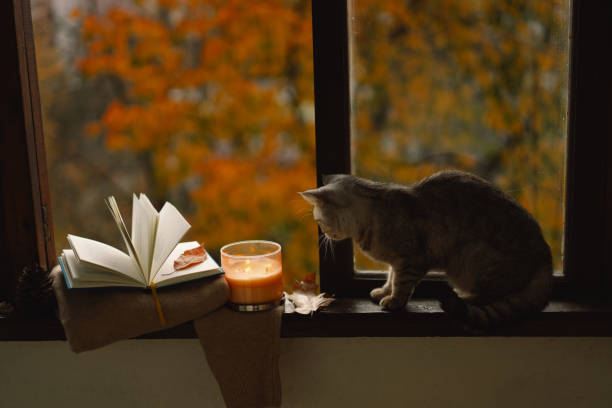istock Cute cat with cozy autumn still life 1791327601