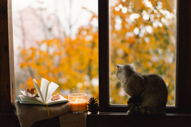 istock Cute cat with cozy autumn still life 1791327985