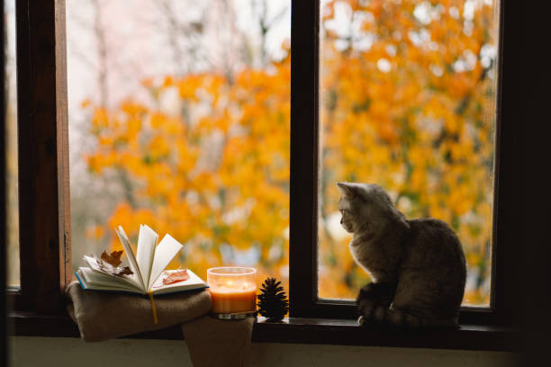 istock Cute cat with cozy autumn still life 1791328124