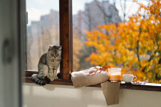 istock Cute cat with cozy autumn still life 1791328692