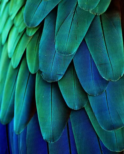 Photo of Macaw Feathers (Green/Blue)