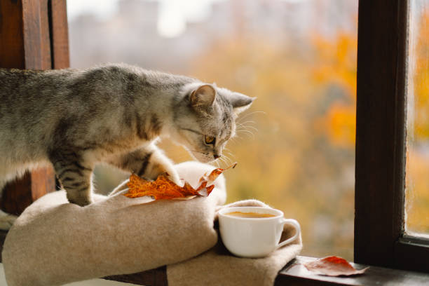 istock Cute cat with cozy autumn still life 1791329239