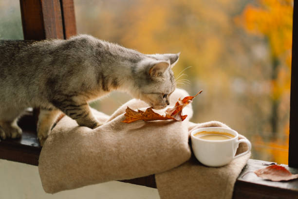 istock Cute cat with cozy autumn still life 1791329241