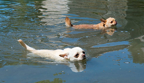istock swimming chihuahuas 179132993